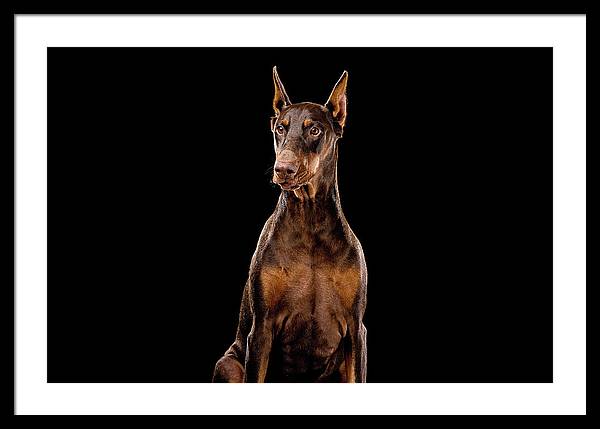 Ginger, Red Doberman Dog / Art Photo - Framed Print