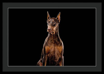 Ginger, Red Doberman Dog / Art Photo - Framed Print