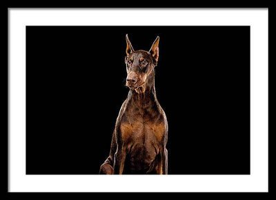 Ginger, Red Doberman Dog / Art Photo - Framed Print