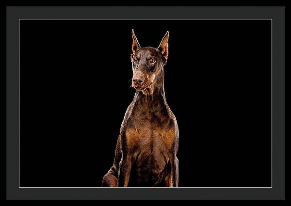 Ginger, Red Doberman Dog / Art Photo - Framed Print