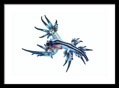 Glaucus Atlanticus / Art Photo - Framed Print