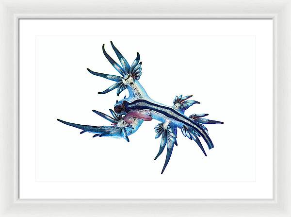 Glaucus Atlanticus / Art Photo - Framed Print