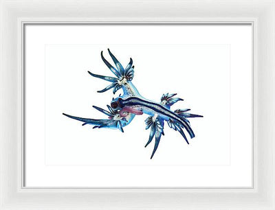 Glaucus Atlanticus / Art Photo - Framed Print