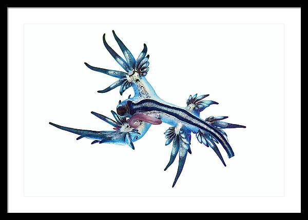 Glaucus Atlanticus / Art Photo - Framed Print