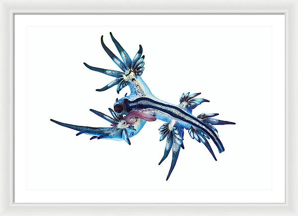 Glaucus Atlanticus / Art Photo - Framed Print