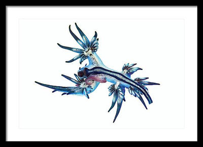 Glaucus Atlanticus / Art Photo - Framed Print