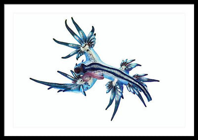 Glaucus Atlanticus / Art Photo - Framed Print