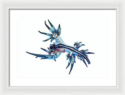 Glaucus Atlanticus / Art Photo - Framed Print