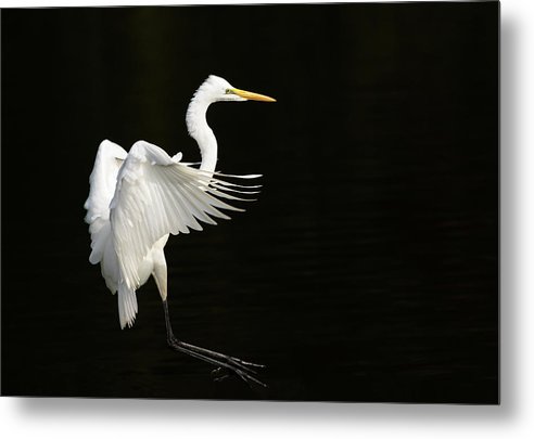 Great Egret / Art Photo - Metal Print