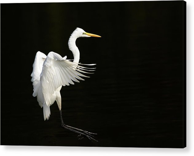 Great Egret / Art Photo - Acrylic Print