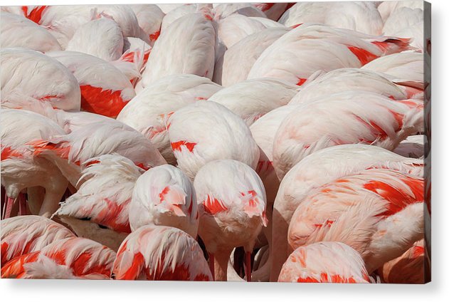 Greater Flamingos / Art Photo - Acrylic Print