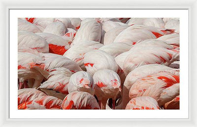 Greater Flamingos / Art Photo - Framed Print