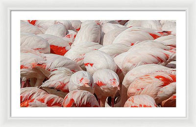 Greater Flamingos / Art Photo - Framed Print