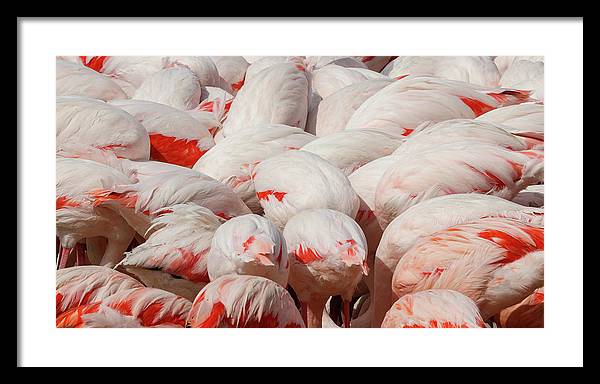 Greater Flamingos / Art Photo - Framed Print