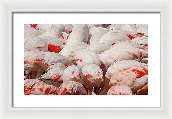 Greater Flamingos / Art Photo - Framed Print