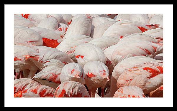 Greater Flamingos / Art Photo - Framed Print