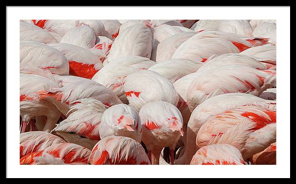 Greater Flamingos / Art Photo - Framed Print