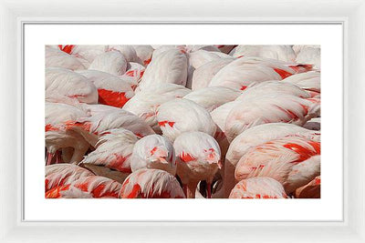 Greater Flamingos / Art Photo - Framed Print