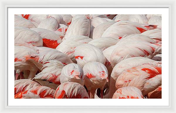 Greater Flamingos / Art Photo - Framed Print