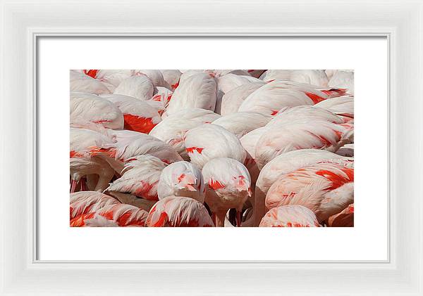 Greater Flamingos / Art Photo - Framed Print