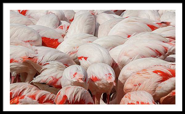 Greater Flamingos / Art Photo - Framed Print