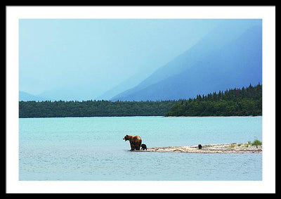 Grizzly with Cubs, Alaska / Art Photo - Framed Print