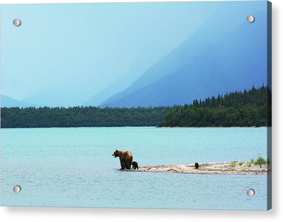 Grizzly with Cubs, Alaska / Art Photo - Acrylic Print