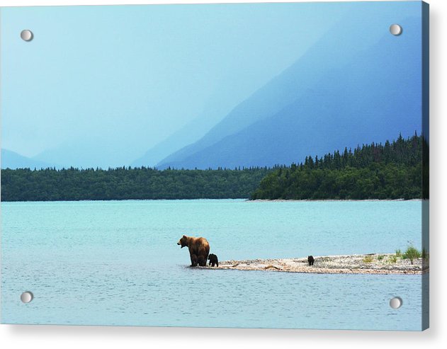 Grizzly with Cubs, Alaska / Art Photo - Acrylic Print