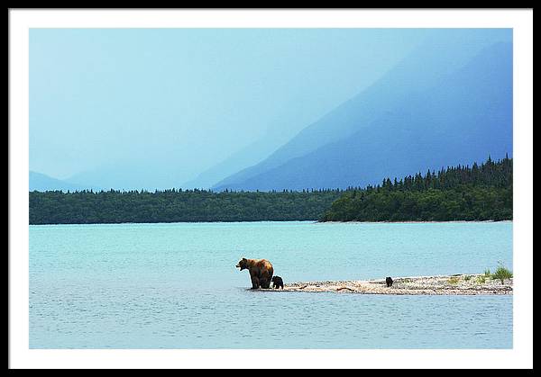 Grizzly with Cubs, Alaska / Art Photo - Framed Print