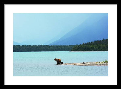 Grizzly with Cubs, Alaska / Art Photo - Framed Print