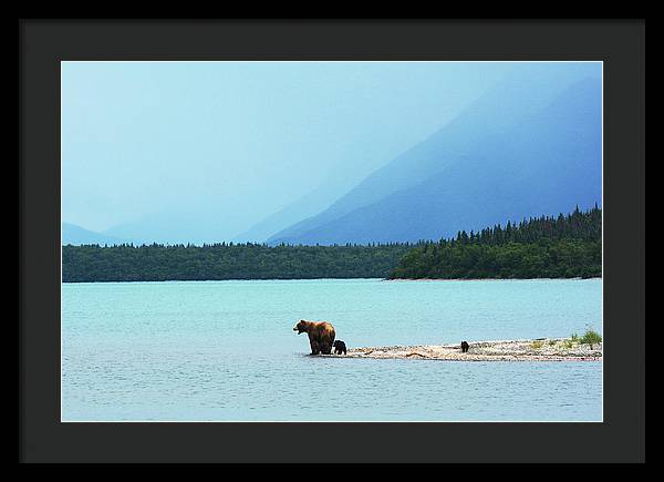 Grizzly with Cubs, Alaska / Art Photo - Framed Print