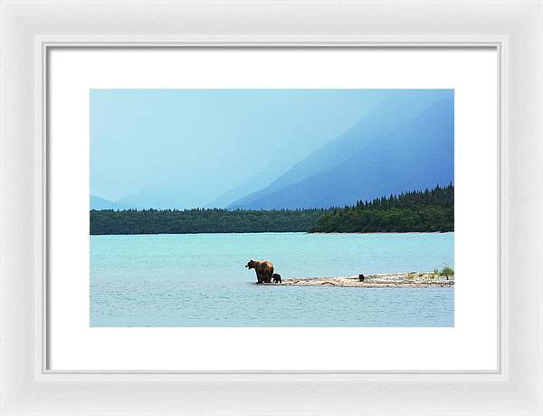 Grizzly with Cubs, Alaska / Art Photo - Framed Print