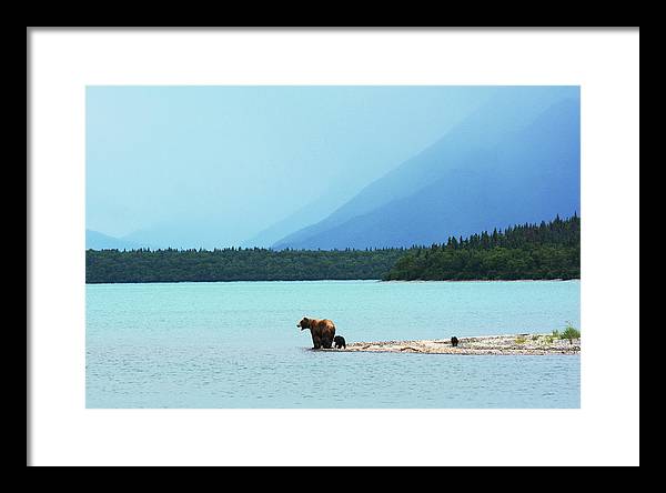 Grizzly with Cubs, Alaska / Art Photo - Framed Print