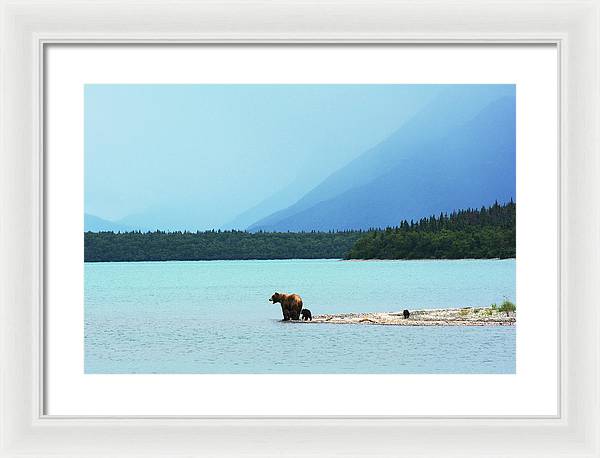 Grizzly with Cubs, Alaska / Art Photo - Framed Print