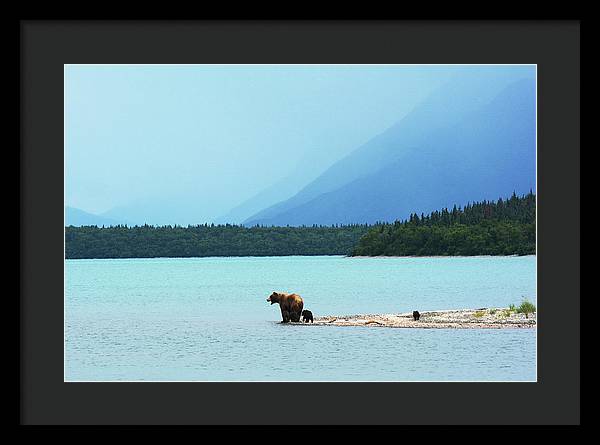 Grizzly with Cubs, Alaska / Art Photo - Framed Print