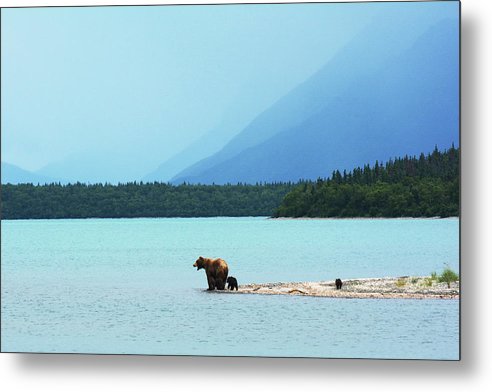 Grizzly with Cubs, Alaska / Art Photo - Metal Print