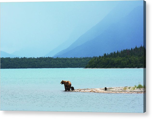 Grizzly with Cubs, Alaska / Art Photo - Acrylic Print