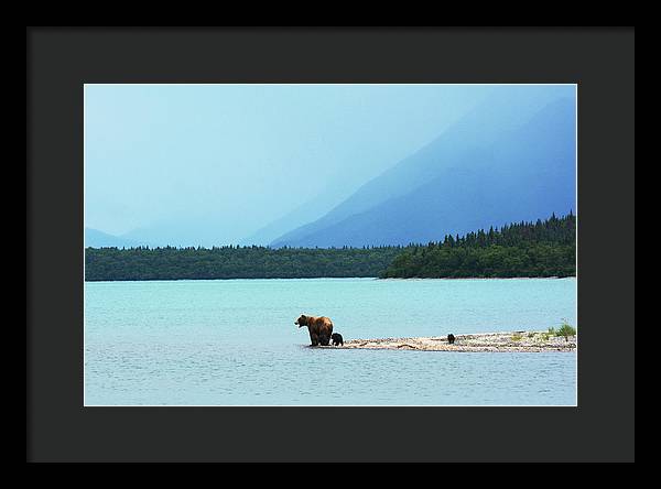 Grizzly with Cubs, Alaska / Art Photo - Framed Print