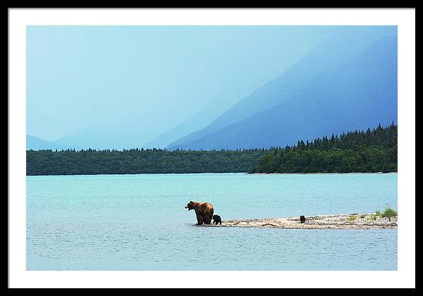 Grizzly with Cubs, Alaska / Art Photo - Framed Print