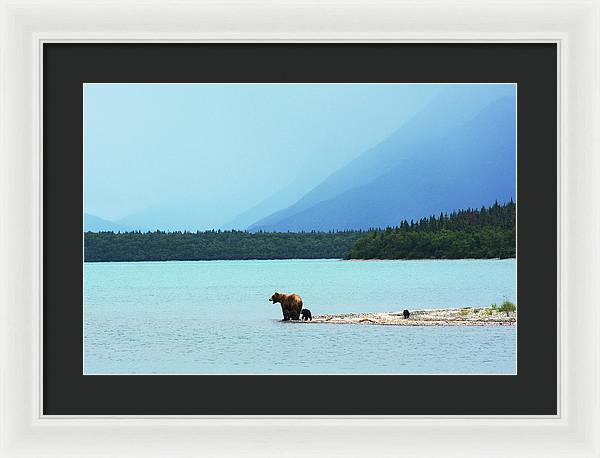 Grizzly with Cubs, Alaska / Art Photo - Framed Print