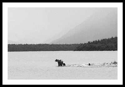 Grizzly with Spring Cubs, Alaska / Art Photo - Framed Print