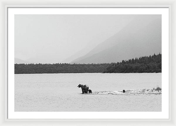 Grizzly with Spring Cubs, Alaska / Art Photo - Framed Print