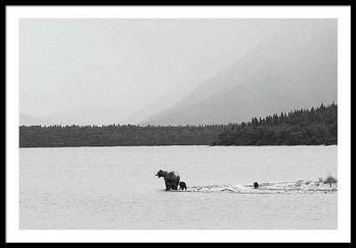 Grizzly with Spring Cubs, Alaska / Art Photo - Framed Print