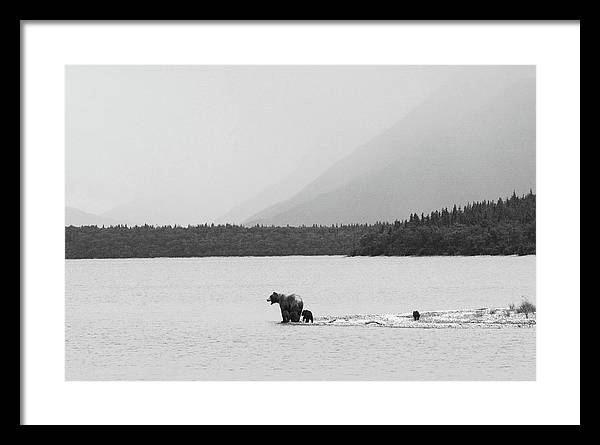 Grizzly with Spring Cubs, Alaska / Art Photo - Framed Print