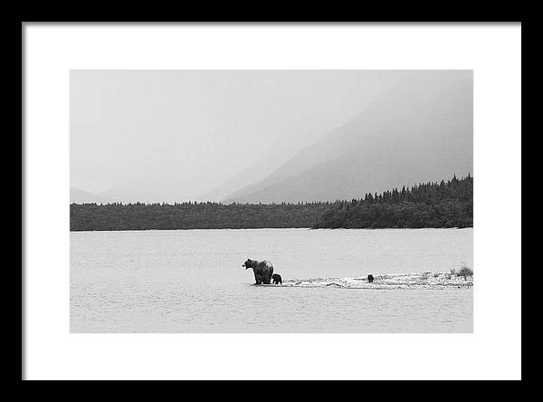 Grizzly with Spring Cubs, Alaska / Art Photo - Framed Print