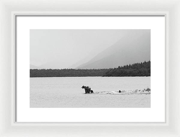 Grizzly with Spring Cubs, Alaska / Art Photo - Framed Print