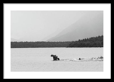 Grizzly with Spring Cubs, Alaska / Art Photo - Framed Print