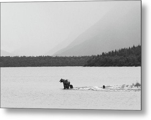 Grizzly with Spring Cubs, Alaska / Art Photo - Metal Print