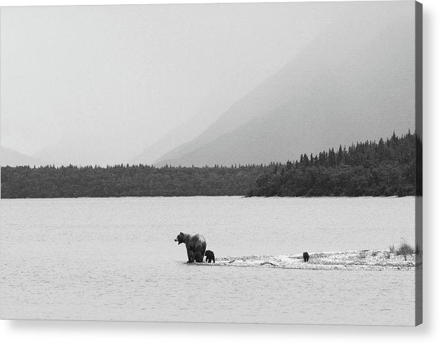 Grizzly with Spring Cubs, Alaska / Art Photo - Acrylic Print