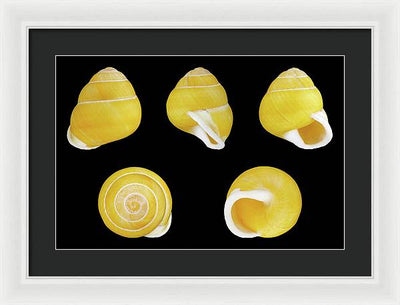 Helicostyla Annulata / Art Photo - Framed Print